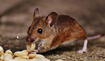 24 Hour & Emergency Exterminators in Consumer Product Safety Comm, DC